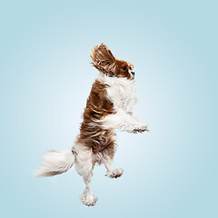 Image showing Spaniel is sitting on the blue background