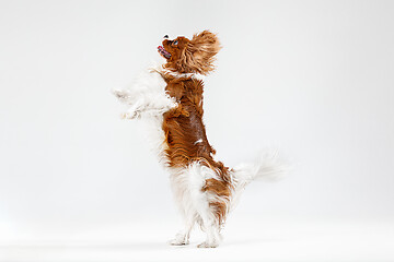 Image showing Spaniel is playing on the white background