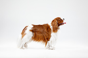 Image showing Spaniel is playing on the white background