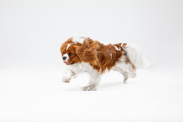 Image showing Spaniel is playing on the white background