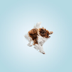 Image showing Spaniel is sitting on the blue background