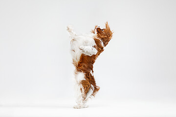 Image showing Spaniel is playing on the white background