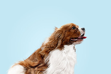 Image showing Spaniel is sitting on the blue background