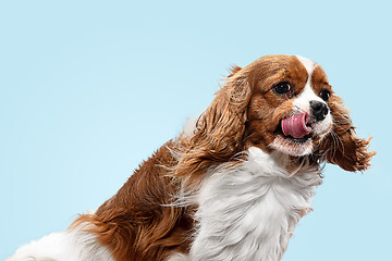 Image showing Spaniel is sitting on the blue background