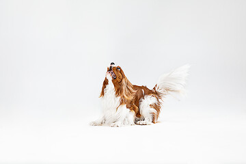 Image showing Spaniel is playing on the white background