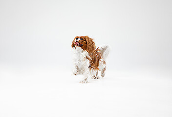 Image showing Spaniel is playing on the white background