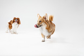 Image showing Spaniel is playing on the white background