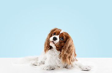 Image showing Spaniel is sitting on the blue background