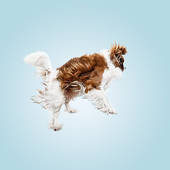 Image showing Spaniel is sitting on the blue background