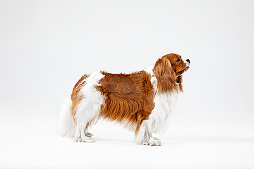 Image showing Spaniel is playing on the white background