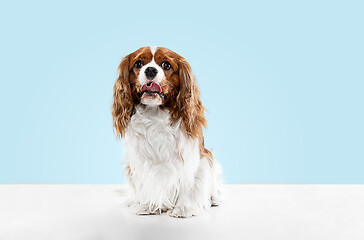 Image showing Spaniel is sitting on the blue background