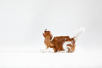 Image showing Spaniel is playing on the white background