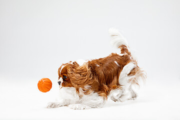 Image showing Spaniel is playing on the white background