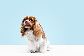 Image showing Spaniel is sitting on the blue background