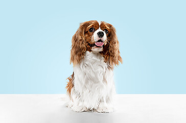 Image showing Spaniel is sitting on the blue background