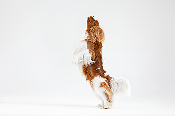 Image showing Spaniel is playing on the white background