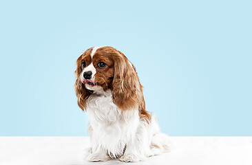 Image showing Spaniel is sitting on the blue background