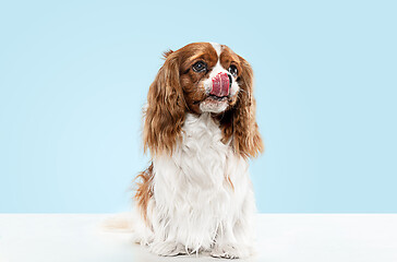 Image showing Spaniel is sitting on the blue background