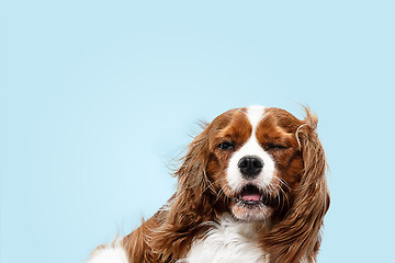 Image showing Spaniel is sitting on the blue background