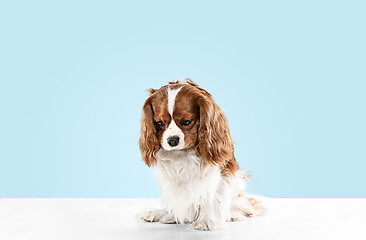 Image showing Spaniel is sitting on the blue background