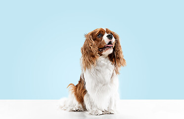 Image showing Spaniel is sitting on the blue background