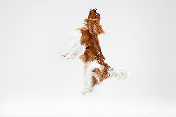 Image showing Spaniel is playing on the white background