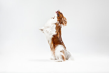 Image showing Spaniel is playing on the white background