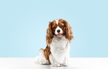 Image showing Spaniel is sitting on the blue background