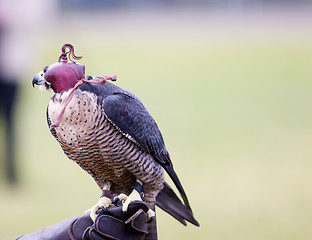 Image showing A Hooded Falcon