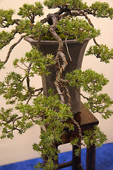 Image showing Bonsai