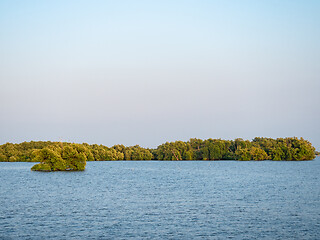 Image showing Mangrove forest in Thailand