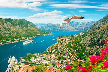 Image showing Seagull and bay of Kotor