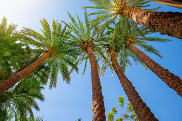 Image showing Tall palm trees