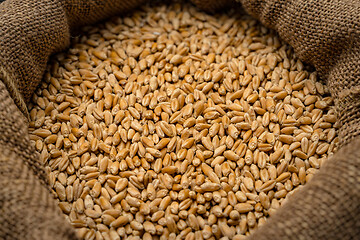 Image showing Wheat grain in sack