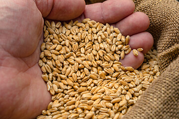 Image showing Hand with wheat grain