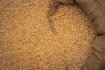 Image showing Wheat grain in sack