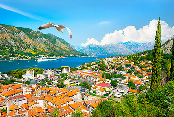 Image showing Seagull and bay of Kotor