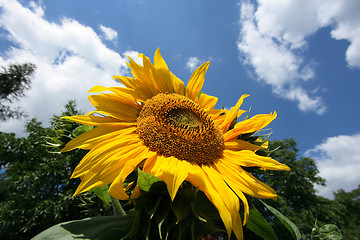 Image showing Sunflower