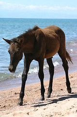 Image showing foal on the beach