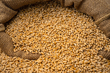 Image showing Wheat grain in sack