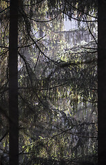 Image showing View into the branches of trees, coniferous trees