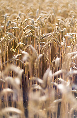 Image showing Ripe ears of  cereal plants in a field