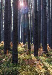 Image showing Forest in late summer with backlight and lens flare