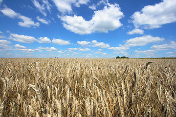 Image showing Harvest time