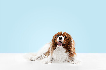 Image showing Spaniel is sitting on the blue background