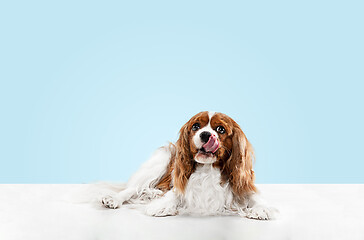 Image showing Spaniel is sitting on the blue background