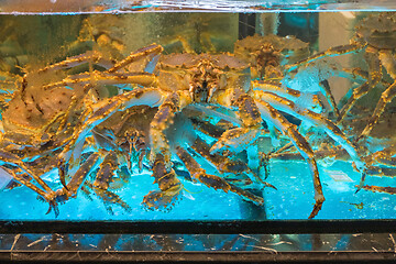 Image showing Crabs in Tank