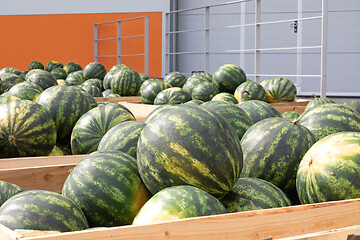 Image showing Big Watermelons