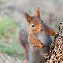 Image showing squirrel