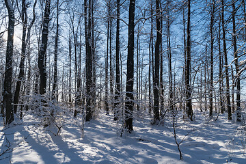 Image showing Bright snowy forest